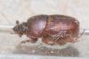 Onthophagus sp.